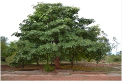 Alstonia scholaris